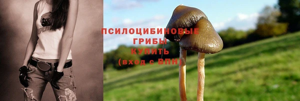 ПСИЛОЦИБИНОВЫЕ ГРИБЫ Ельня